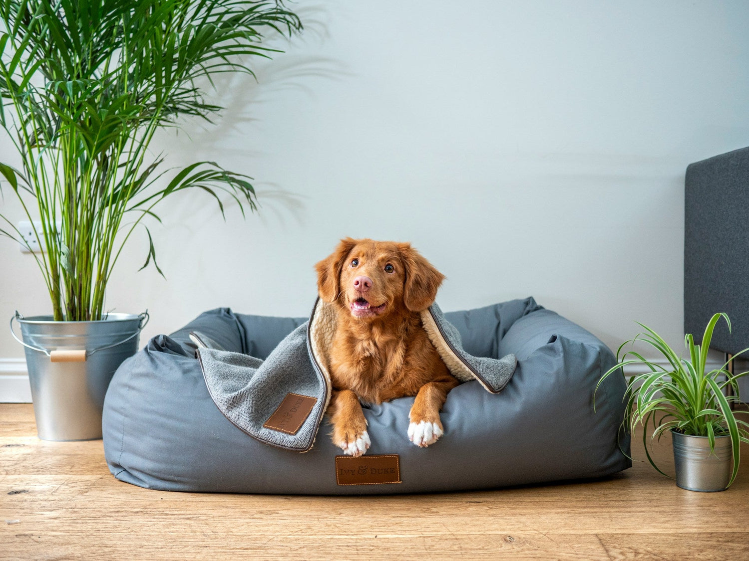 Dog Supplies